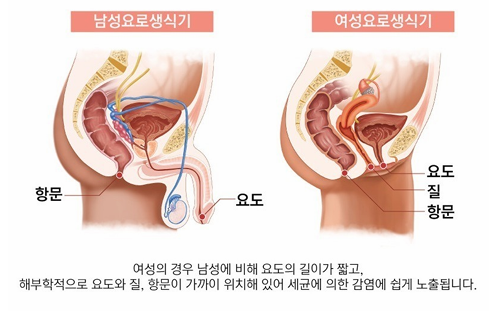 남성과 여성 요로 구조 비교 이미지