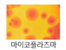 마이코플라즈마 현미경 이미지