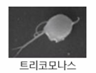 트리코모나스 현미경 이미지